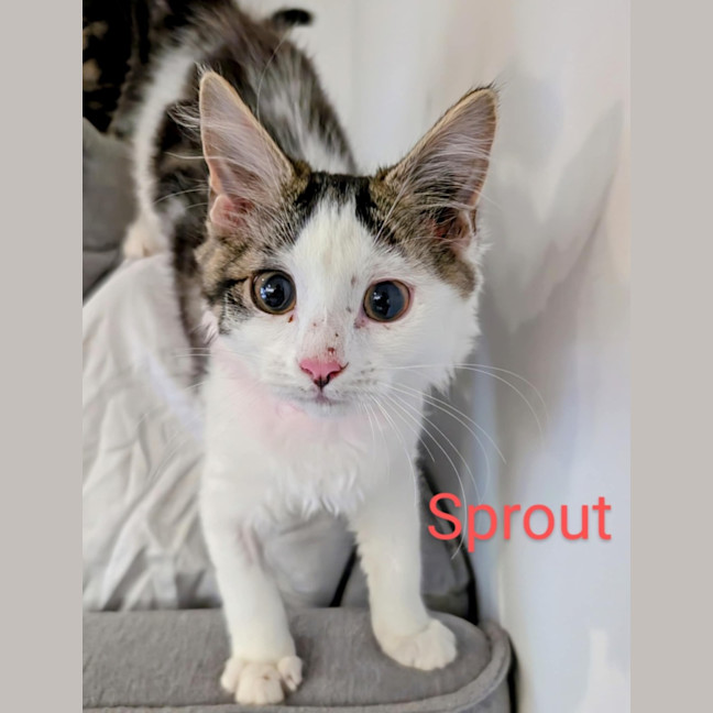 Photo of Sprout Meet Me At Dandenong Petstock Storw