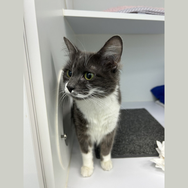 Photo of Bluebell