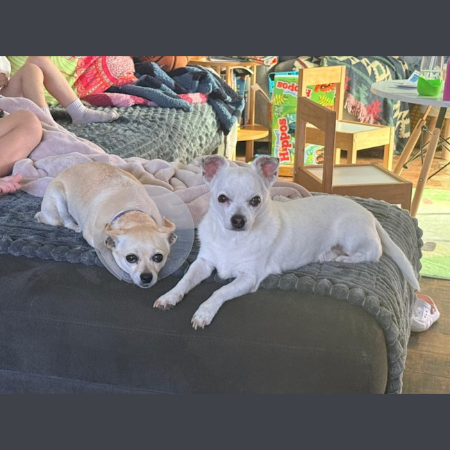 Photo of Honey