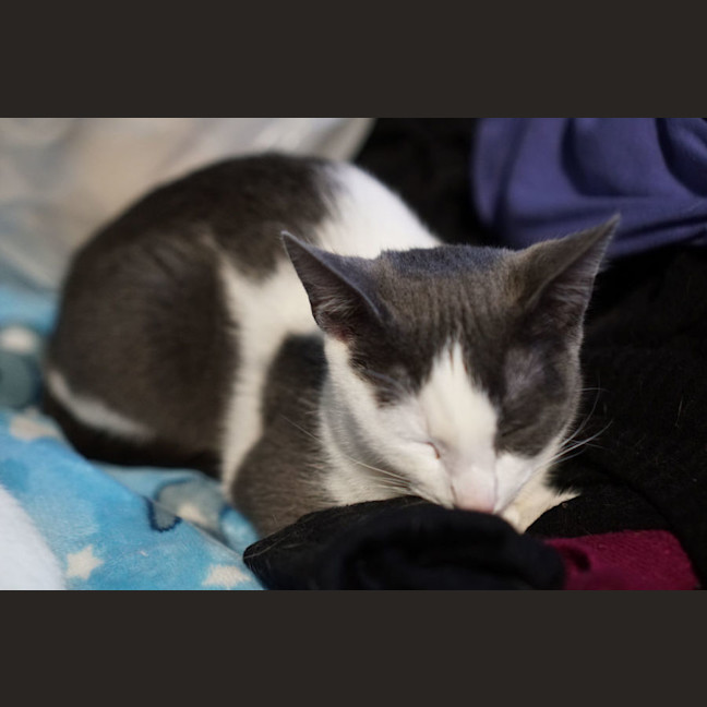Photo of Xena