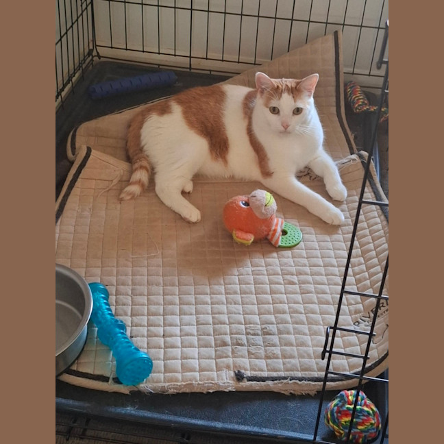 Photo of Luna