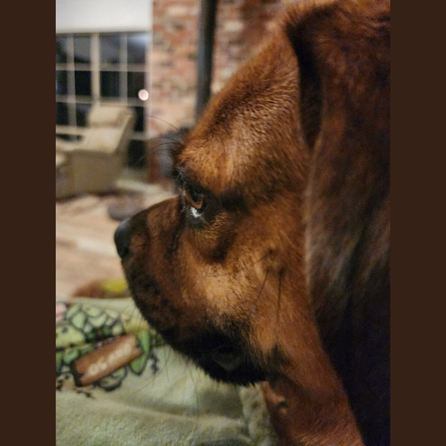 Photo of Beabug