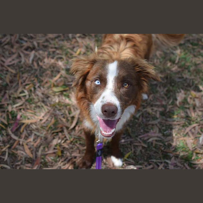 Photo of Toby