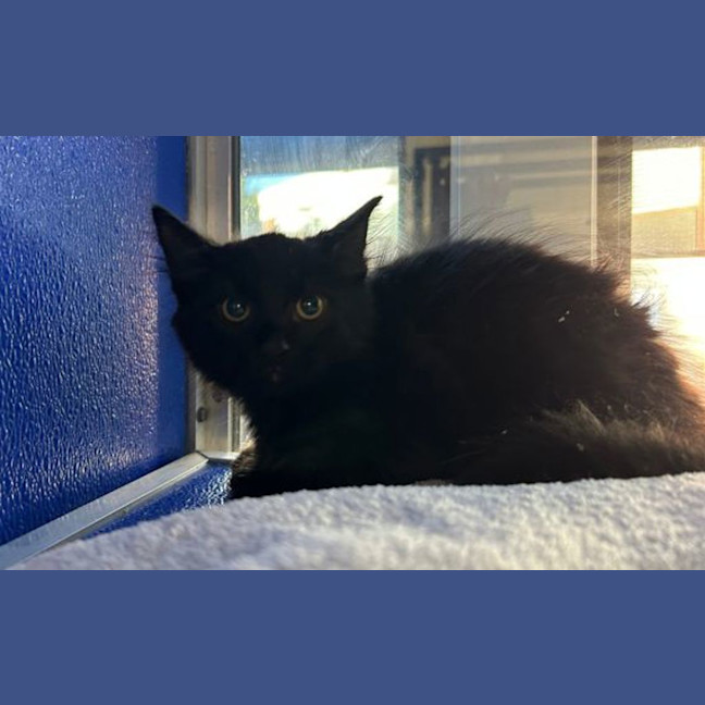 Photo of Toothless