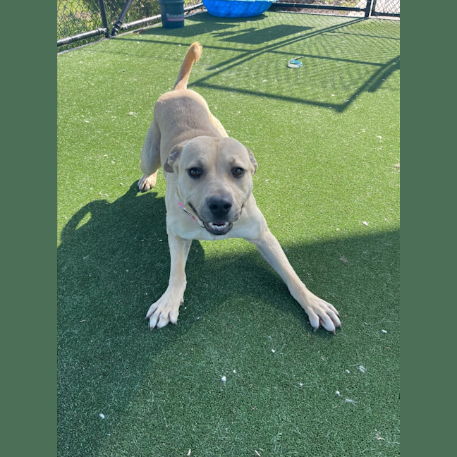 Photo of Alita Imp 1811