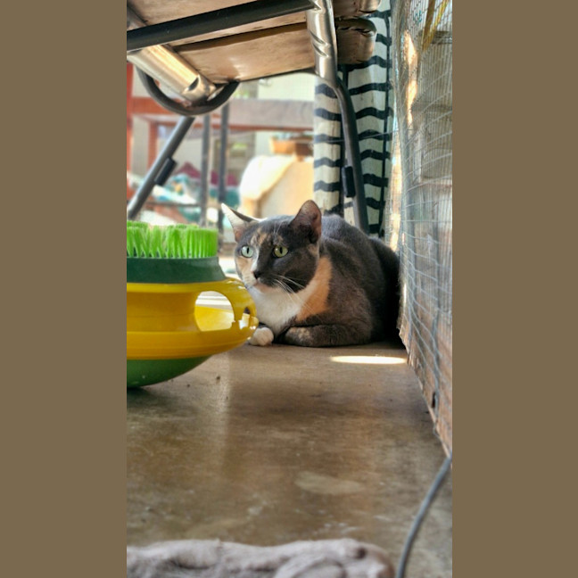 Photo of Cali