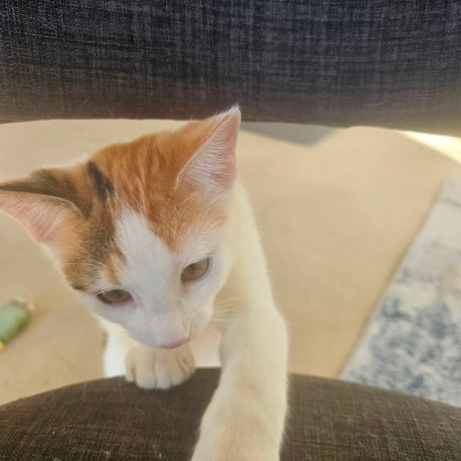 Photo of Peanuts