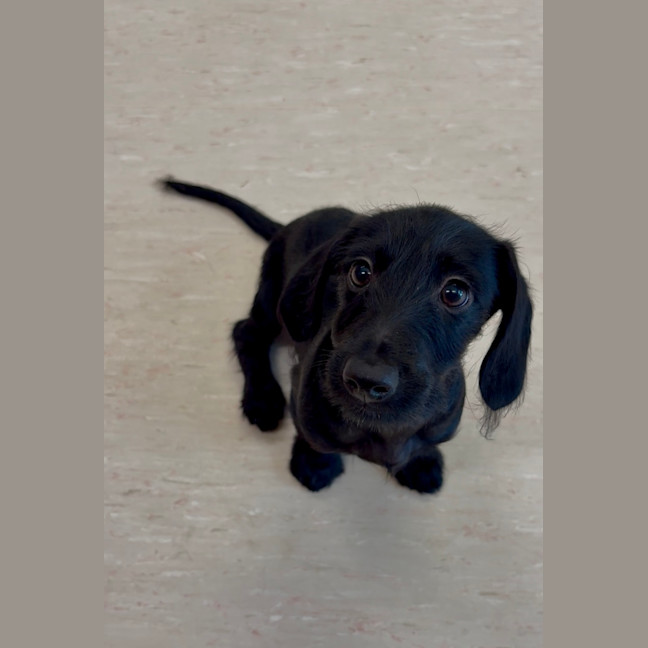 Photo of Fifi