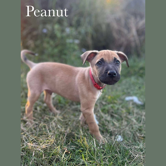 Photo of Peanut 