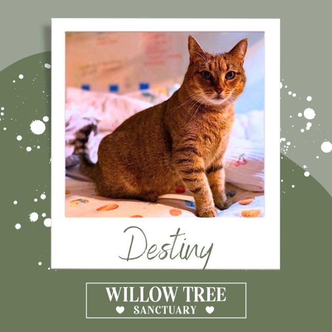 Photo of Destiny