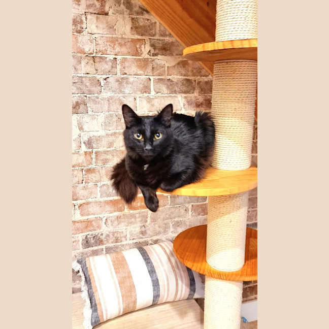 Photo of Watson
