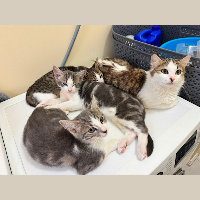 Photo of Dennis, Pablo, Picasso And Henry Ii