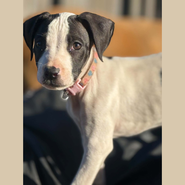 Photo of Willa