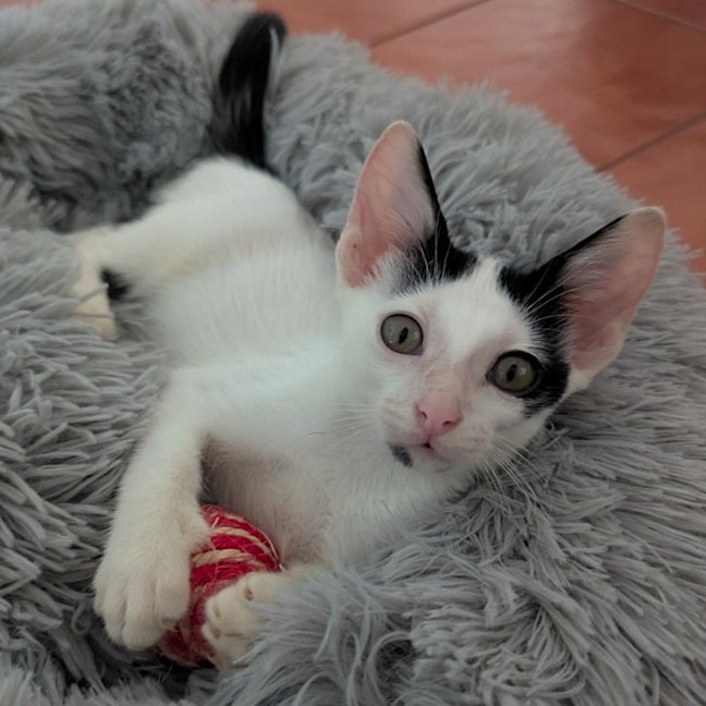 Photo of Ferris