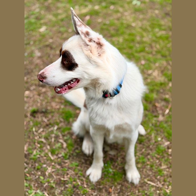 Photo of Opie