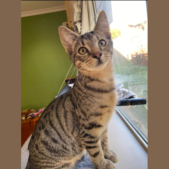 Photo of Hubble (K63)