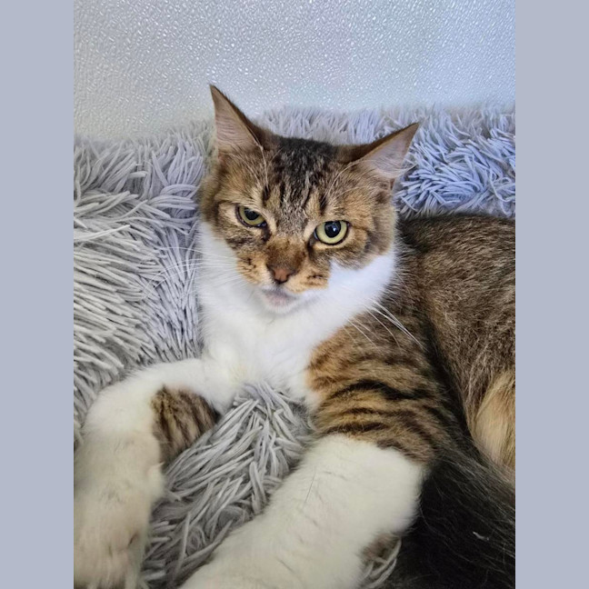 Photo of 💞 Daphne 6682 💞