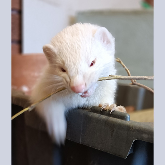 Photo of Stripe