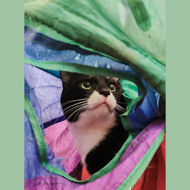 Photo of Frankie