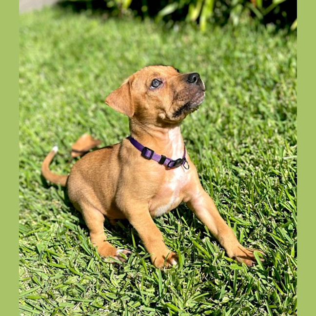 Photo of Bailey