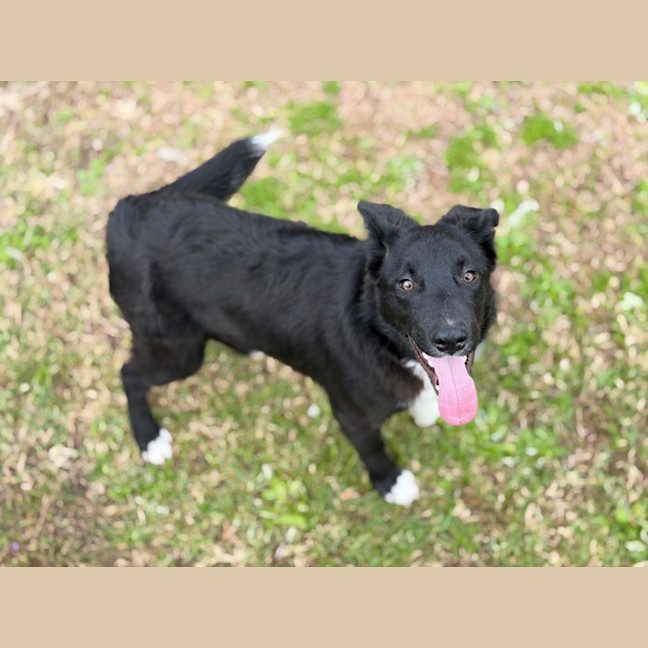 Photo of Rex