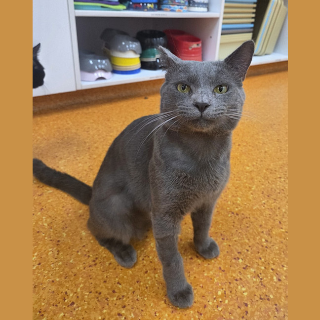 Photo of Shadow