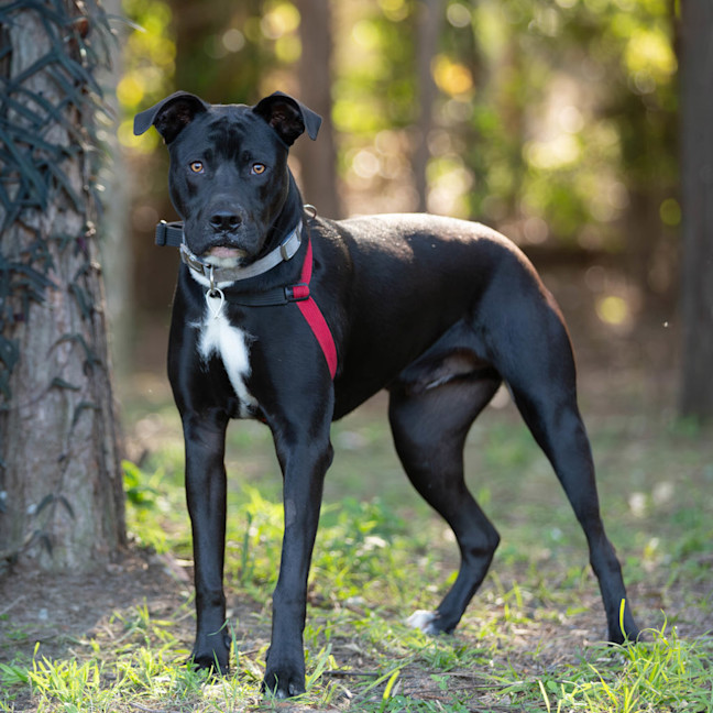 Photo of Onyx