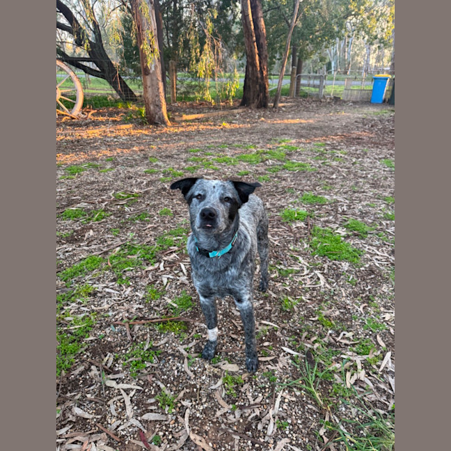 Photo of Bandit