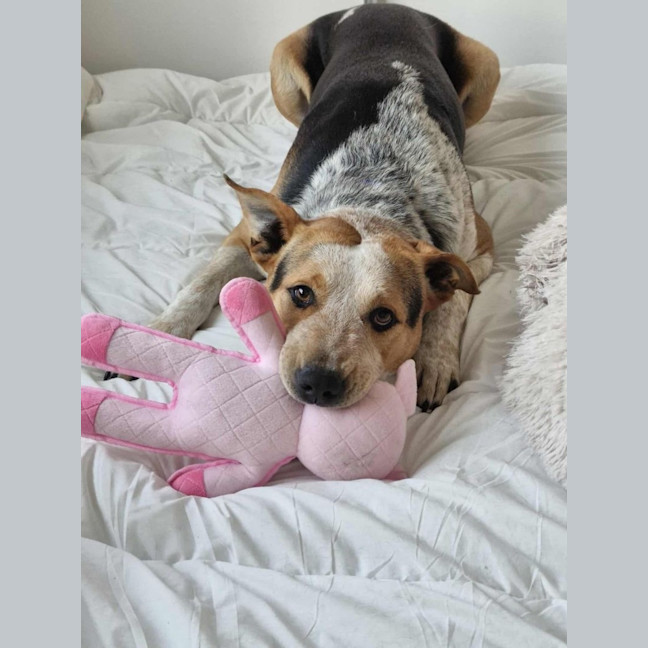 Photo of Zak *$150 Adoption Fee*