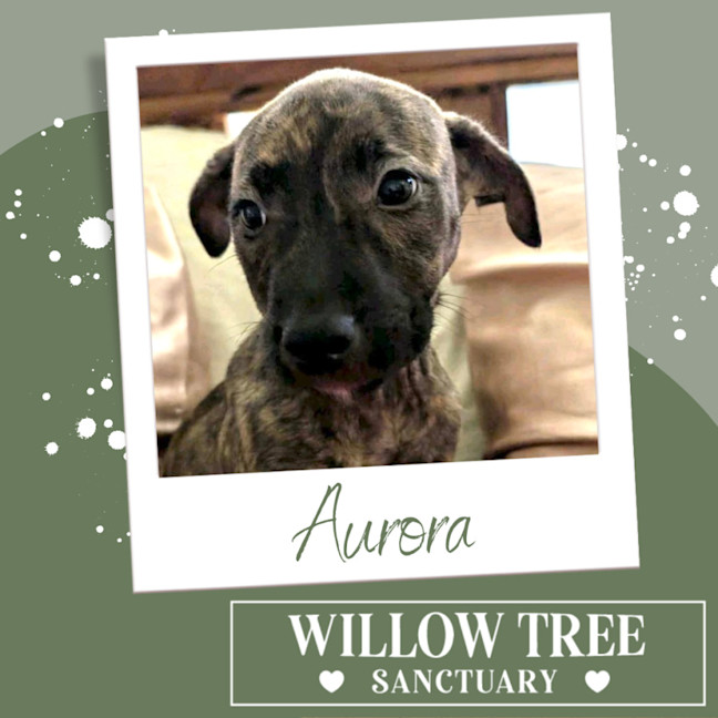 Photo of Aurora