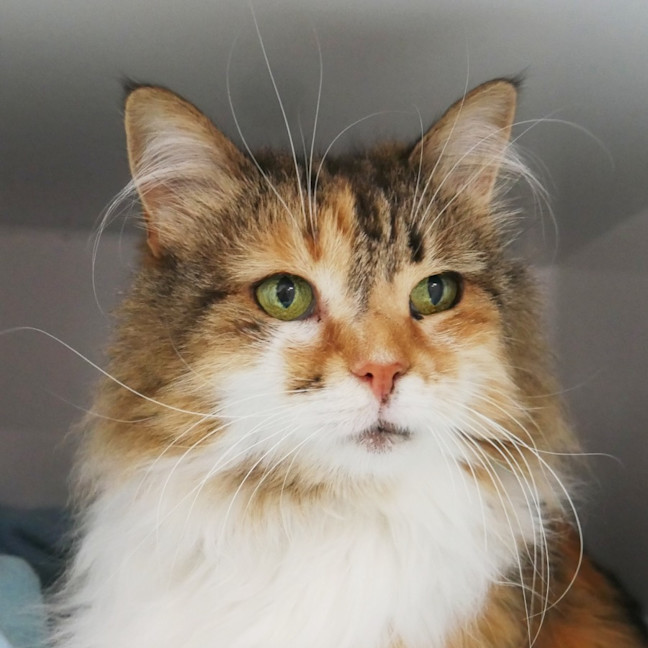 Photo of Cookie Sua013800