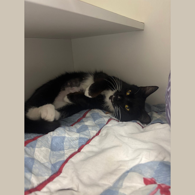 Photo of Cleo