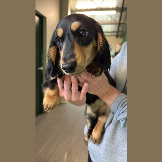 Photo of Daisy
