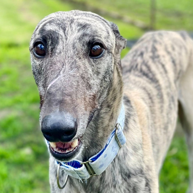 Photo of Wishbone The Greyhound