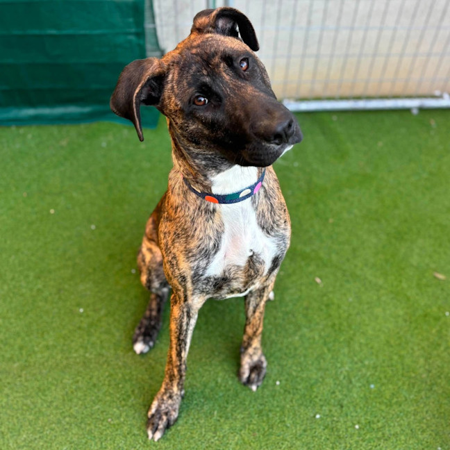 Photo of Indie