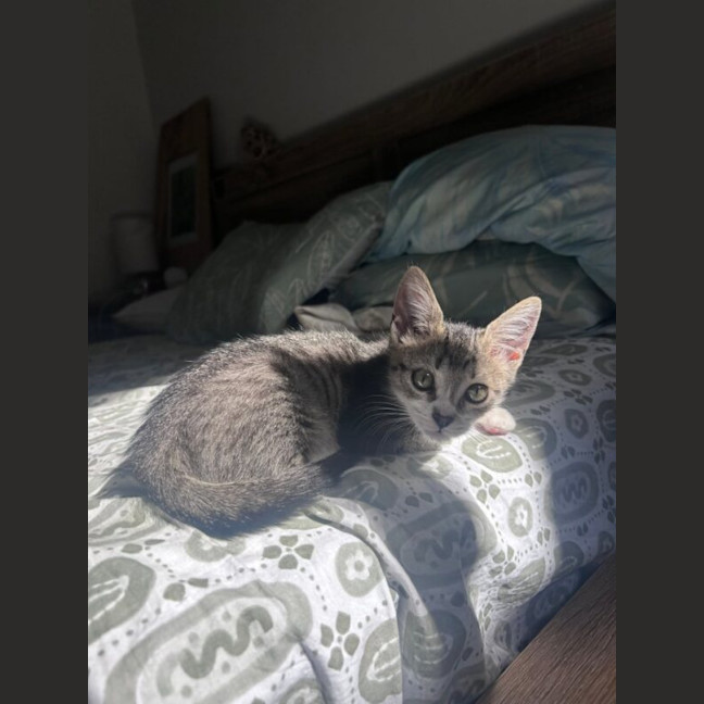 Photo of Lovebug