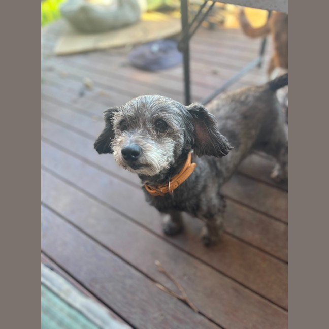 Photo of Mopsey & Topsey