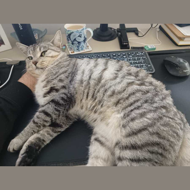 Photo of Benji   Assisted Rehoming