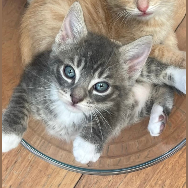 Photo of Bolt ❤️