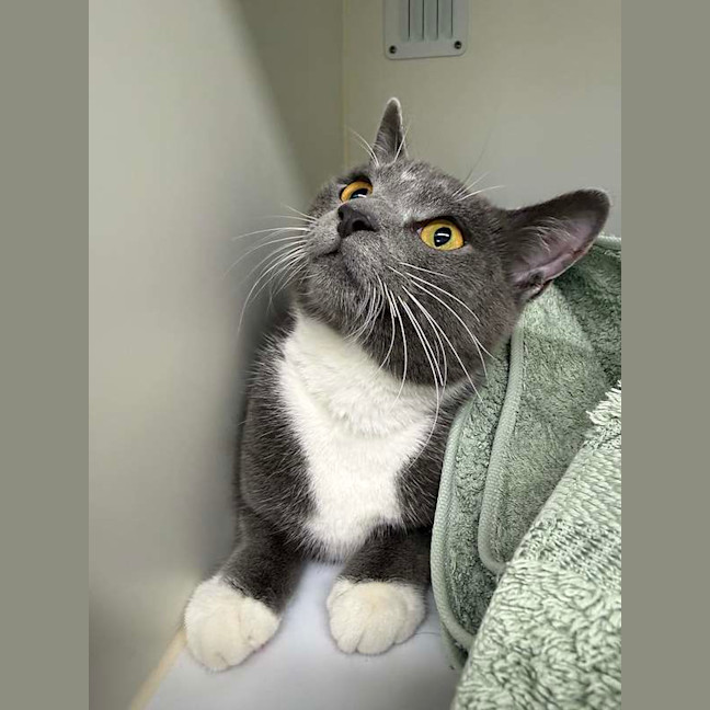 Photo of Marzipan