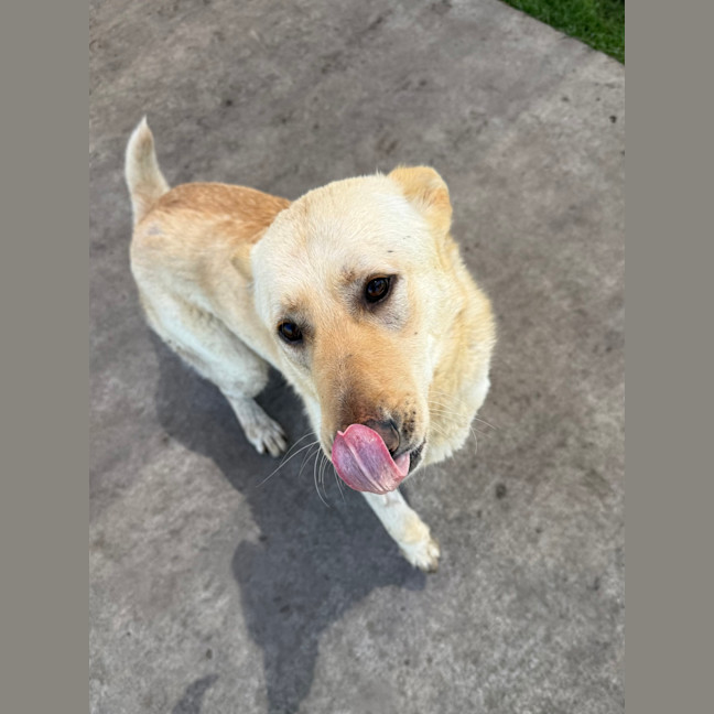 Photo of Peaches 