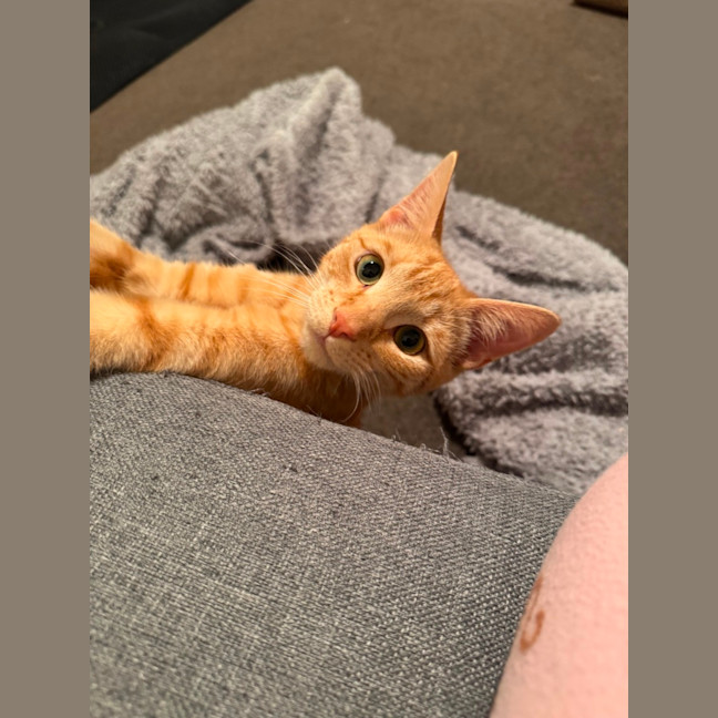 Photo of Cedar And Cypress