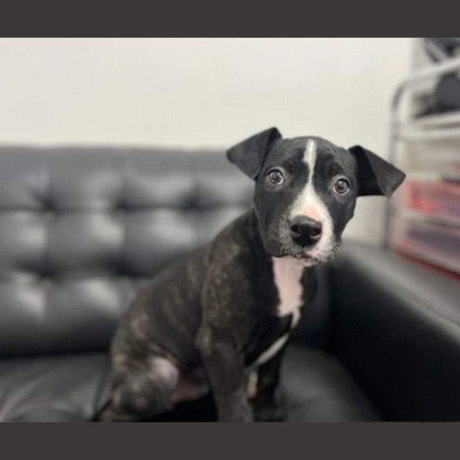Photo of Athena