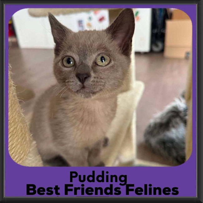 Photo of Pudding