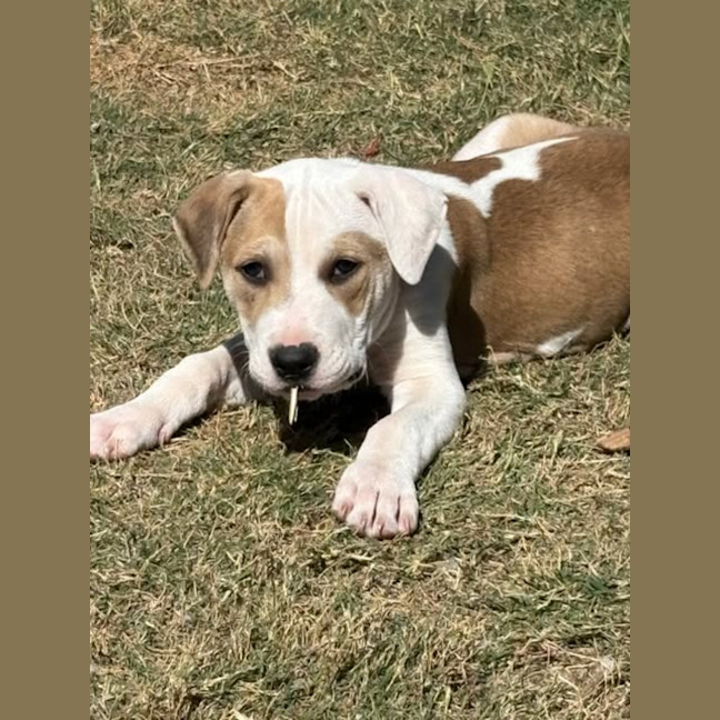 Photo of Whiskey
