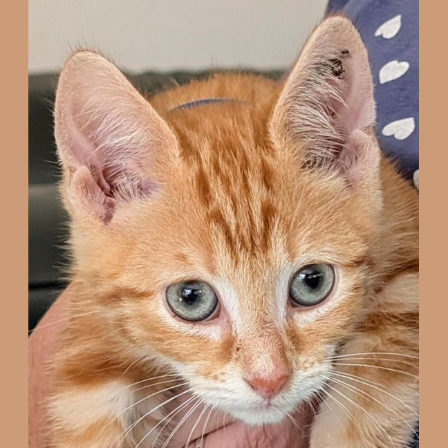 Photo of Jupiter Meet Me@Petstock Carrum Downs Store