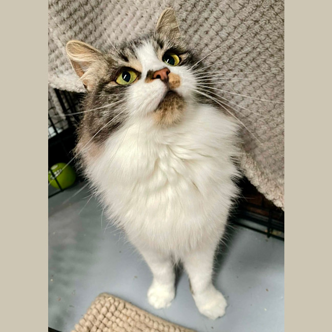 Photo of Hissy Missy Maggy May ** 2nd Chance Cat Rescue**