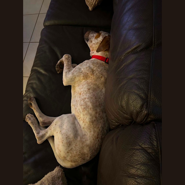 Photo of Rusty