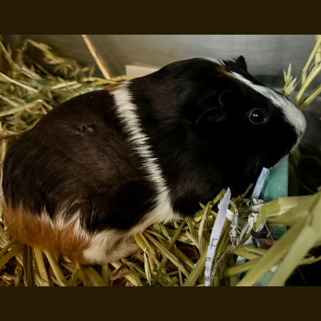 Photo of Alexandria (Bonded With Isabella)