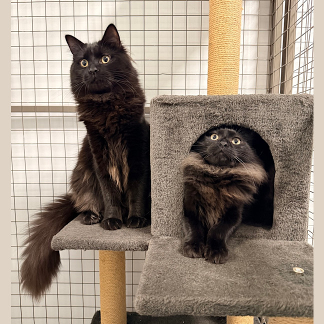 Photo of Wilson (And House)